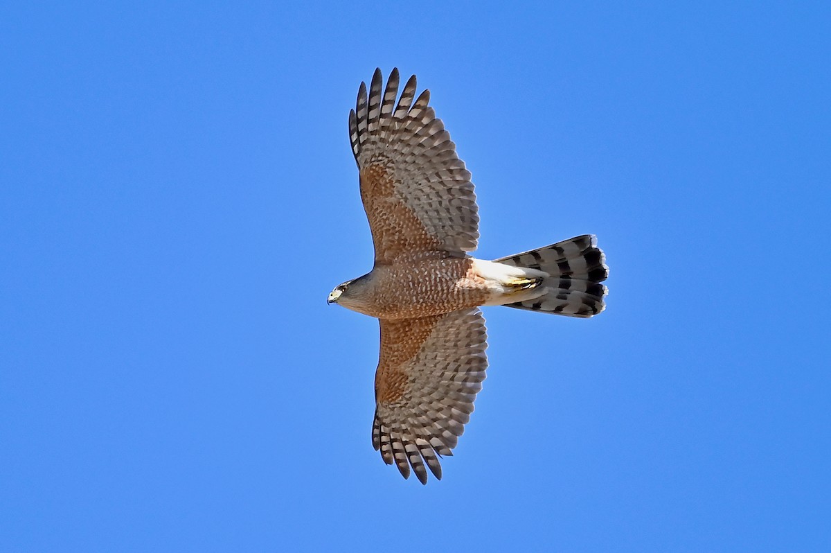 Cooper's Hawk - Bill Schneider