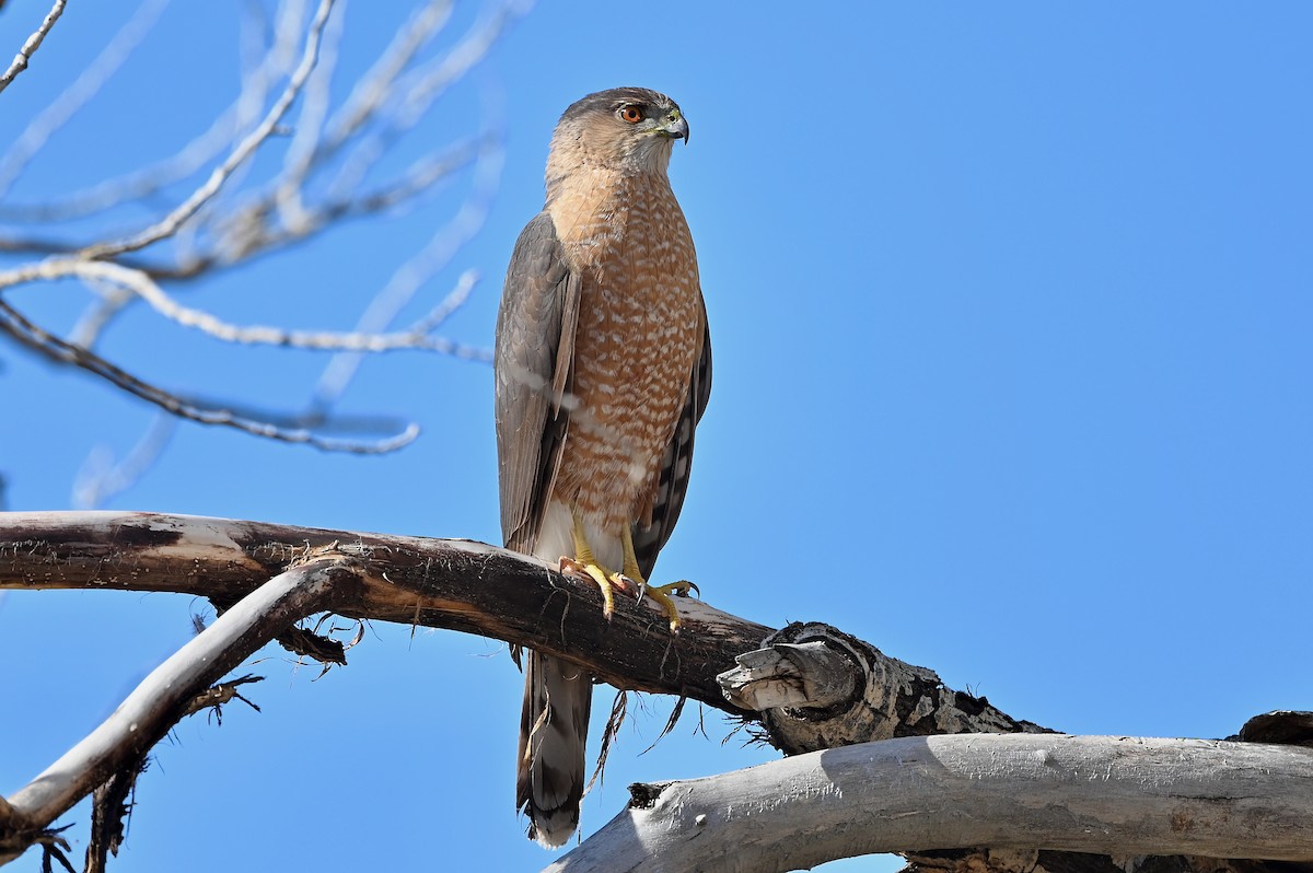 Cooper's Hawk - ML335026951