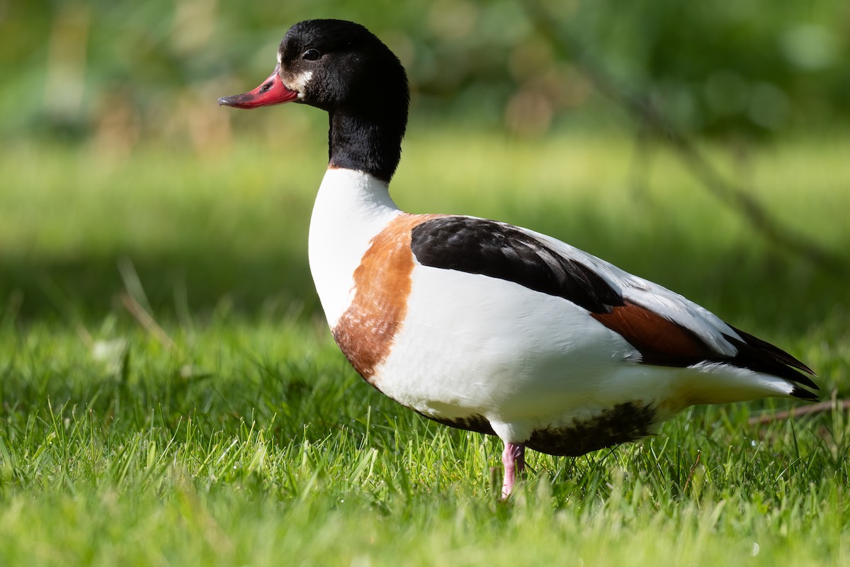Common Shelduck - Ben Lucking