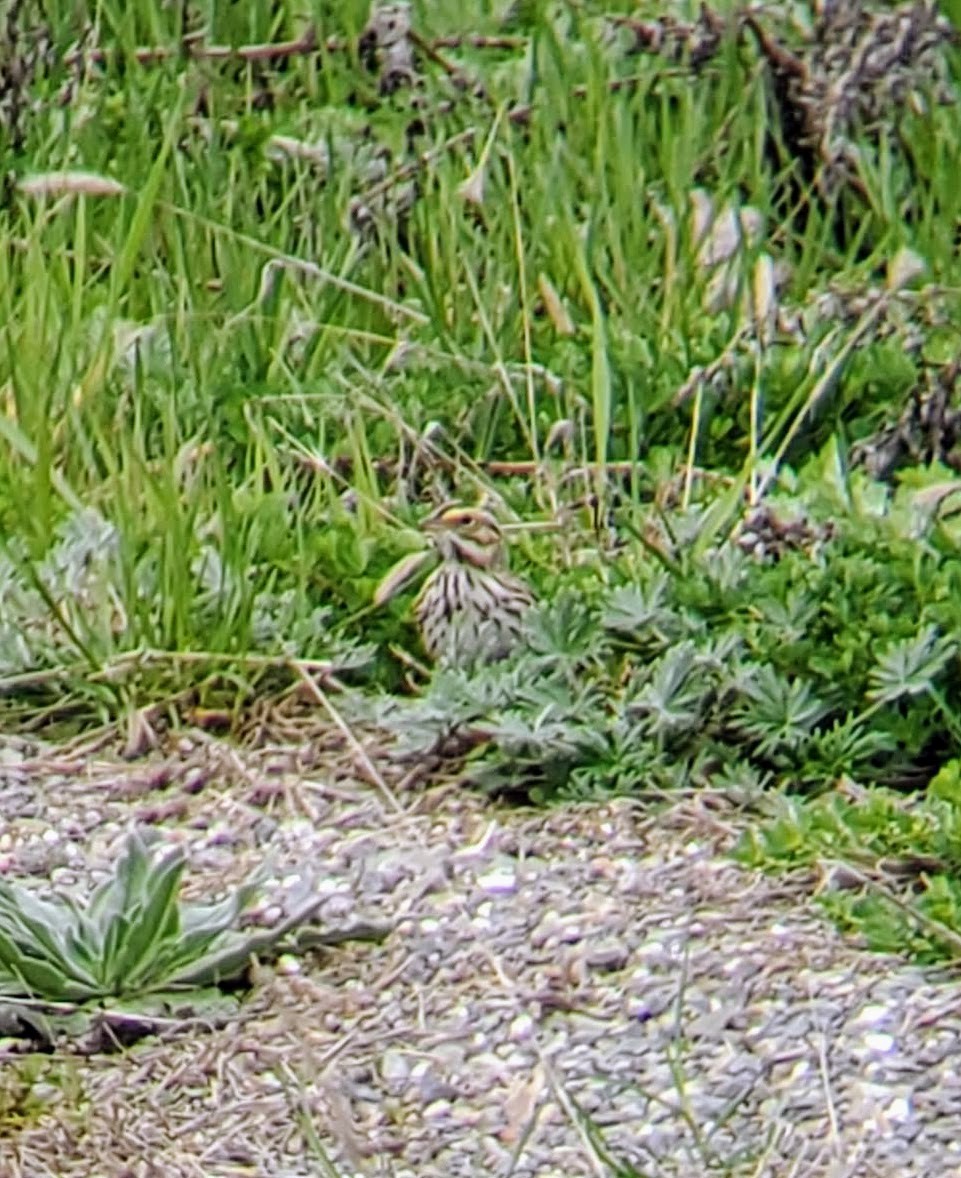 Savannah Sparrow - ML335031081