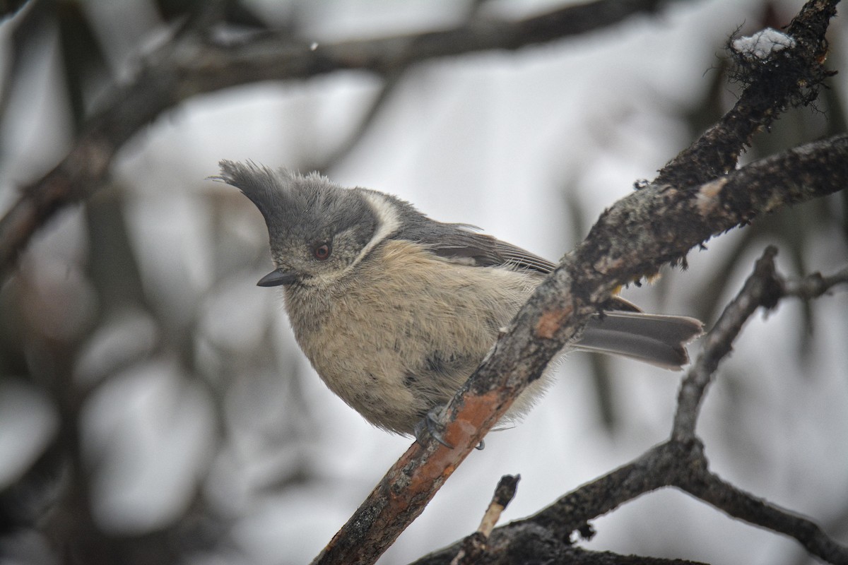 Gray-crested Tit - Rozan Dhungel