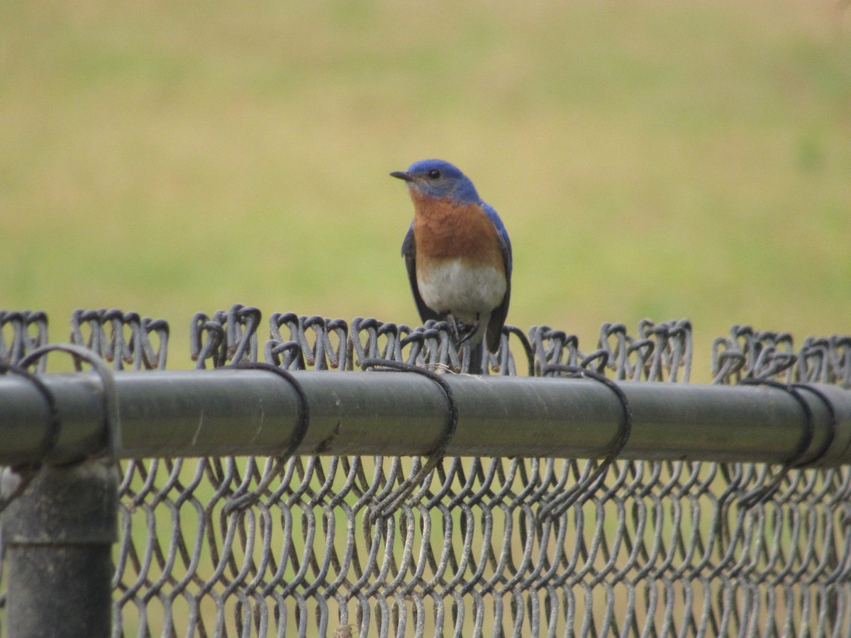 Eastern Bluebird - ML335032211