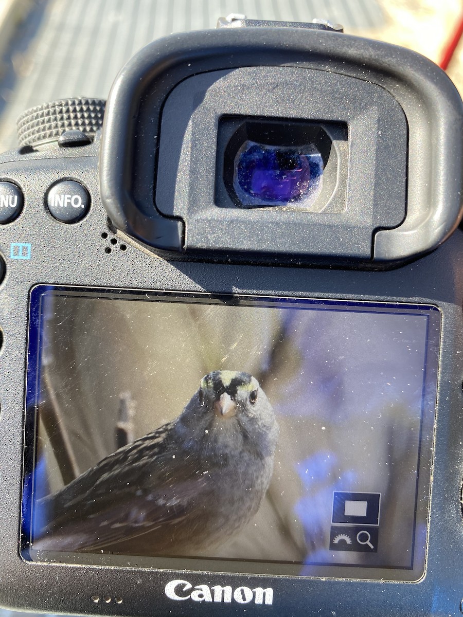 White-crowned x Golden-crowned Sparrow (hybrid) - Brad Benter