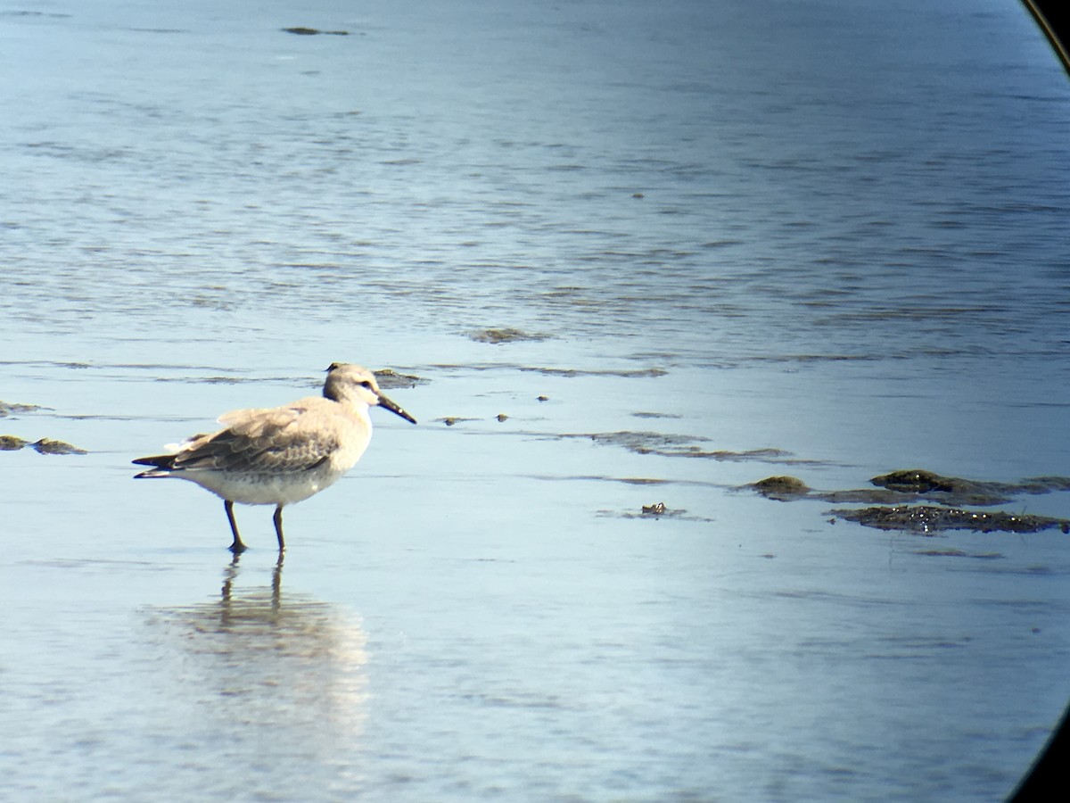 Red Knot - Ellison Orcutt