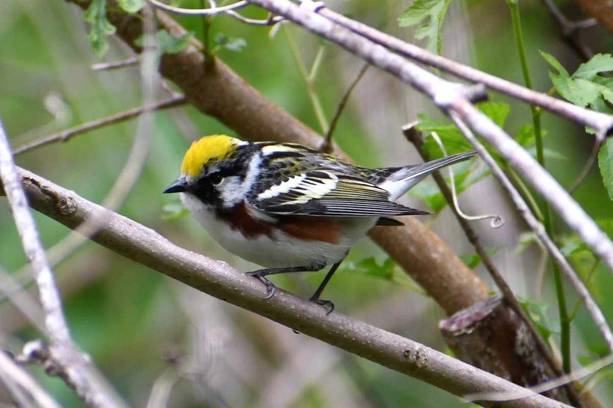 brunsideparula - ML335036121