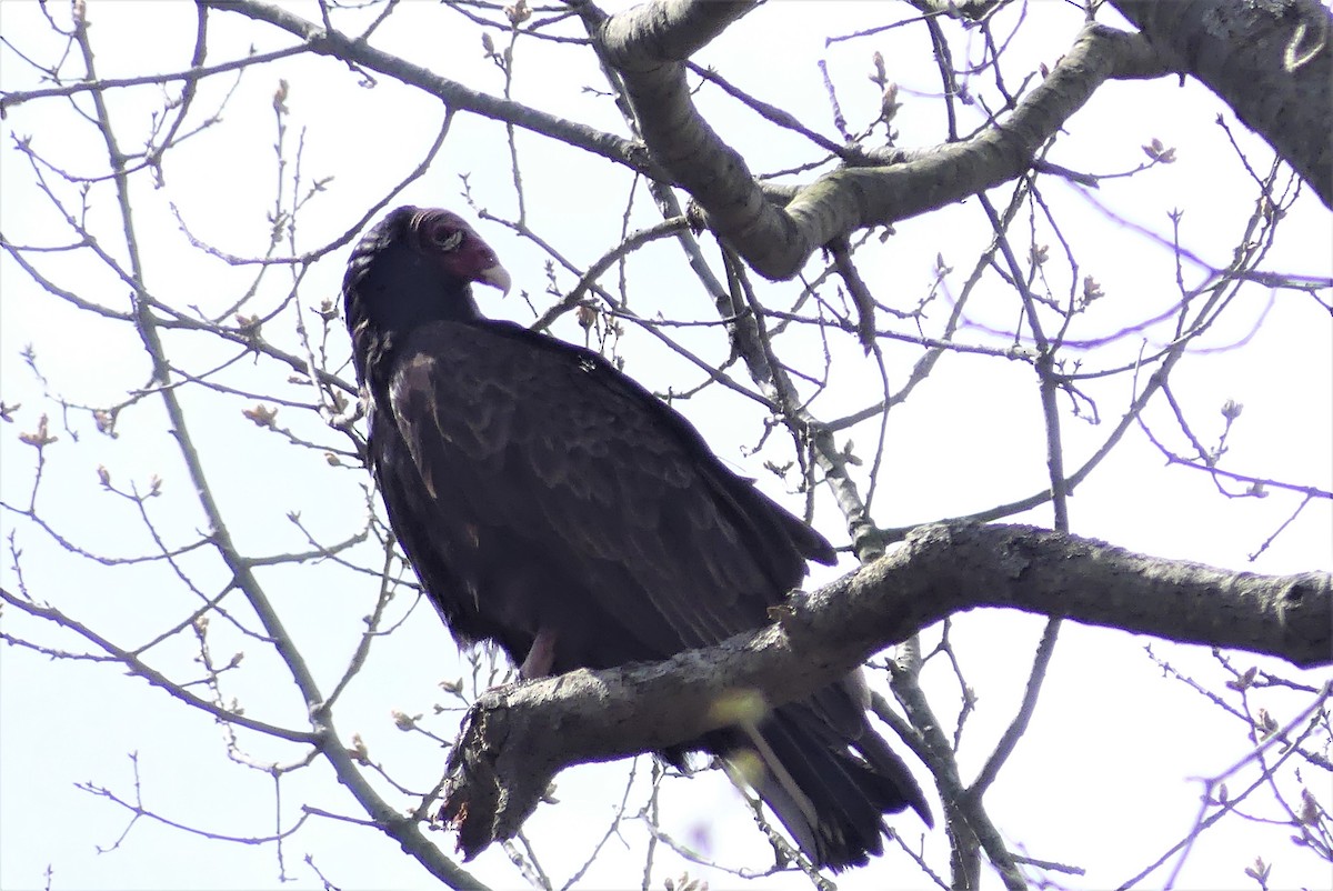 Turkey Vulture - ML335036641