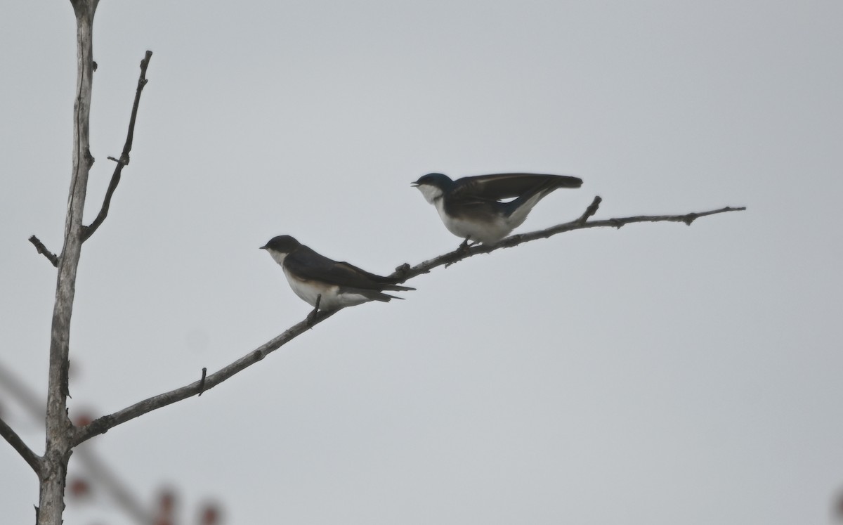 Tree Swallow - ML335037961