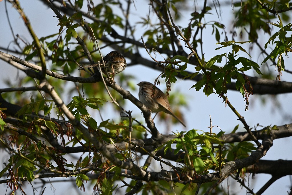 Song Sparrow - ML335038481