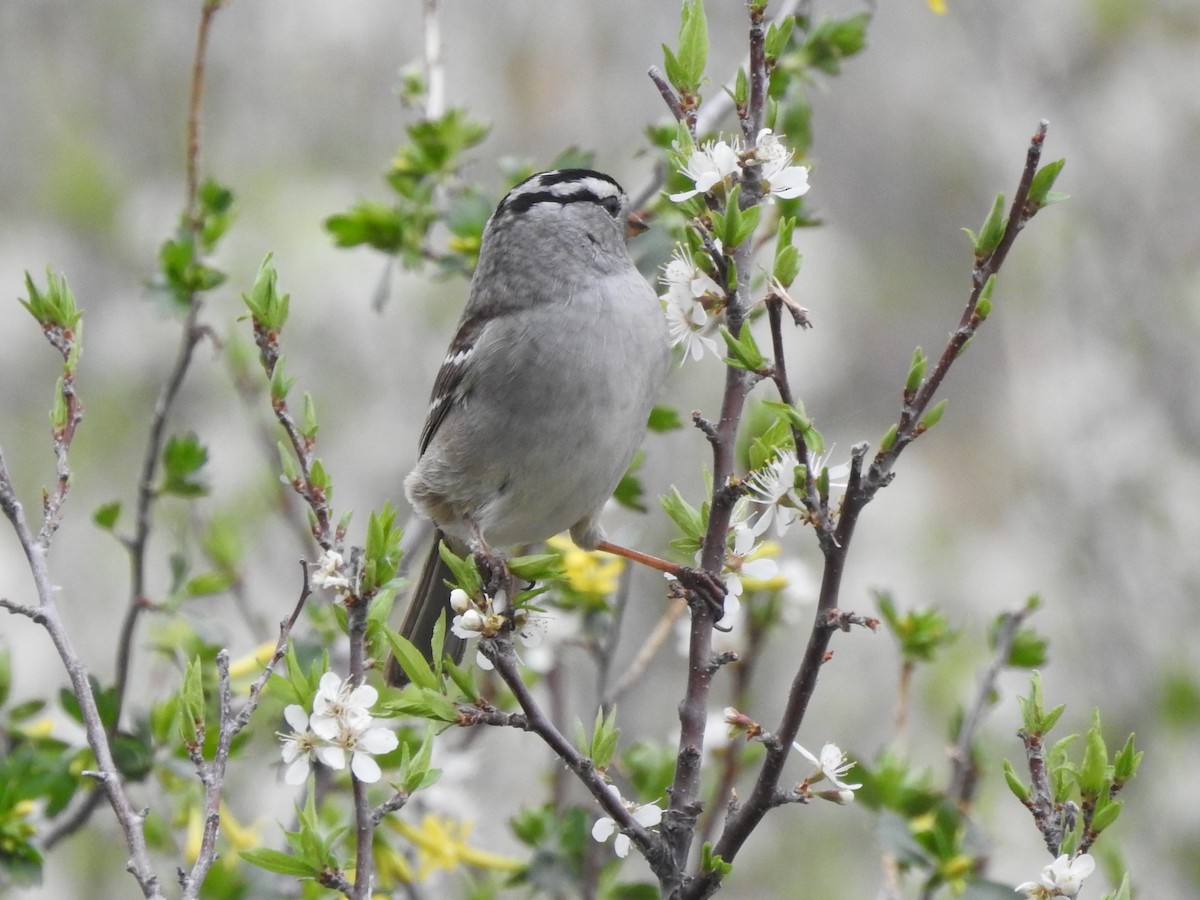 White-crowned Sparrow - ML335040201