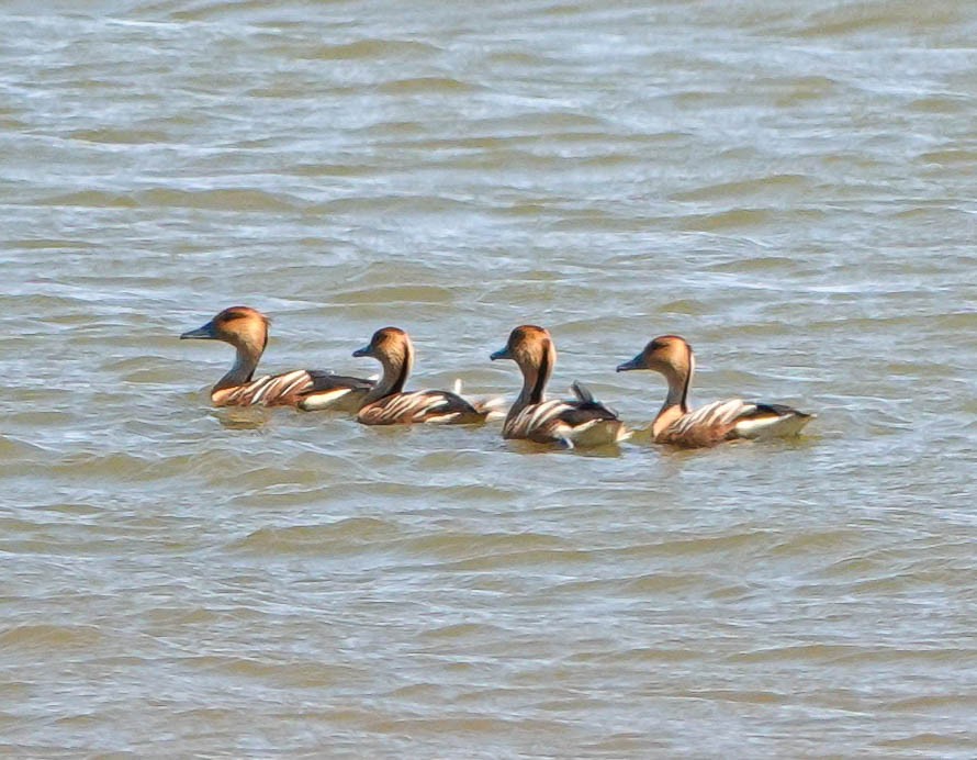 Fulvous Whistling-Duck - Mary & Lou Truex