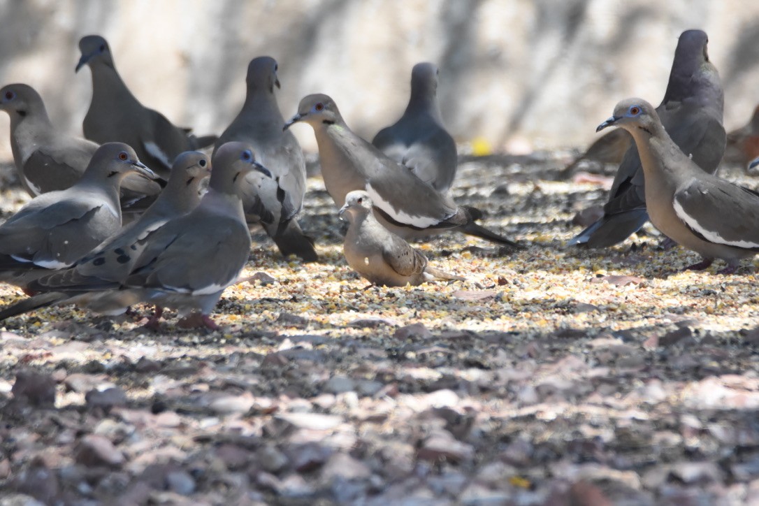 Ruddy Ground Dove - ML335045091