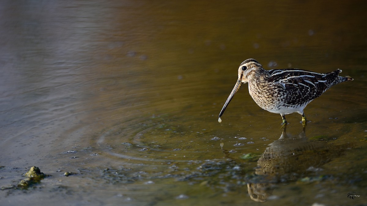 Common Snipe - ML33504541