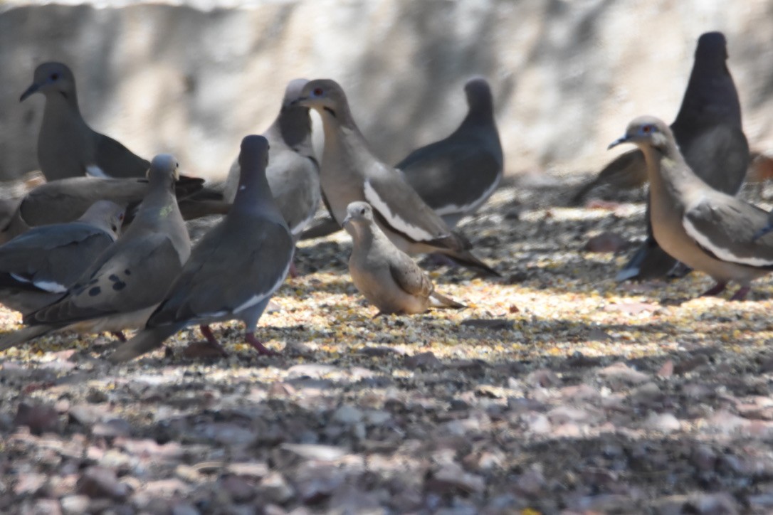 Ruddy Ground Dove - ML335045631