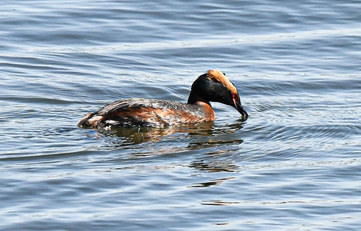 Horned Grebe - ML335045961