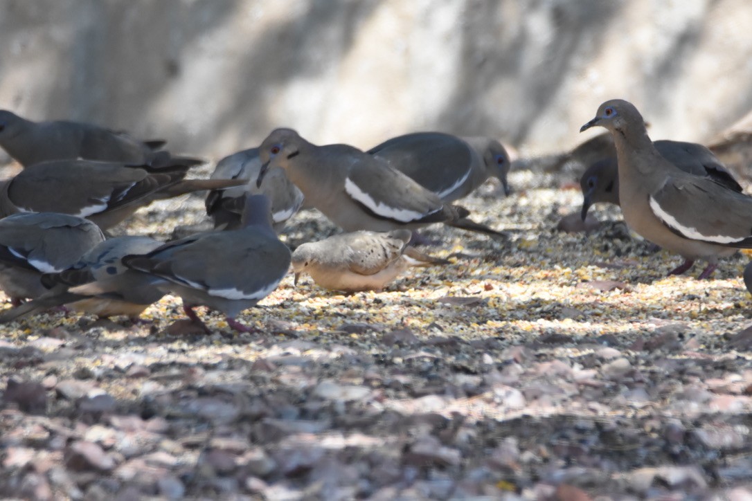 Ruddy Ground Dove - ML335046361