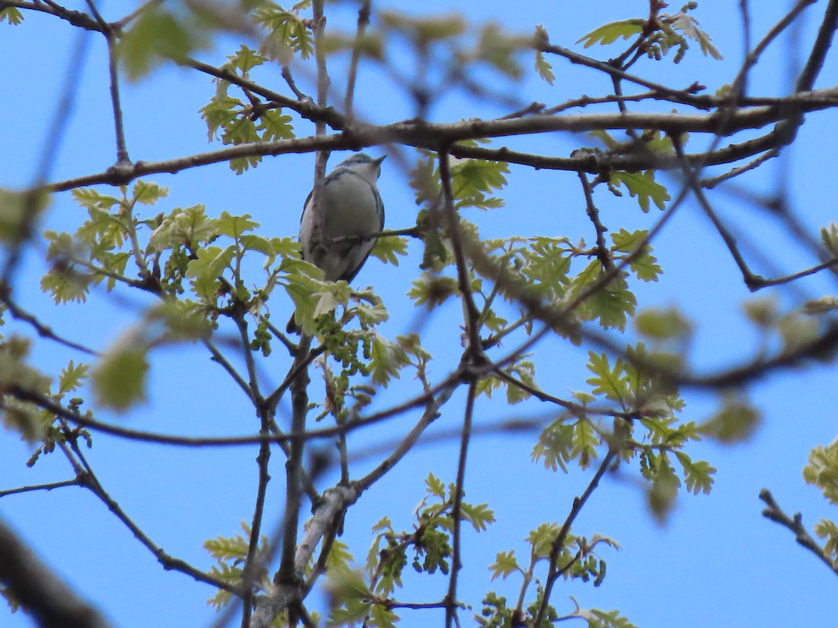 Cerulean Warbler - ML335047631