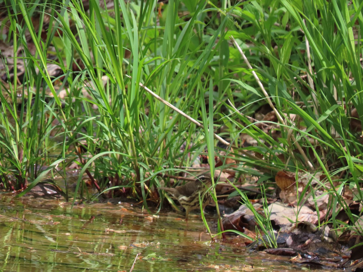 Louisiana Waterthrush - ML335048141