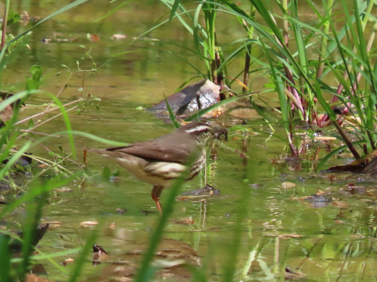 Louisiana Waterthrush - ML335048161