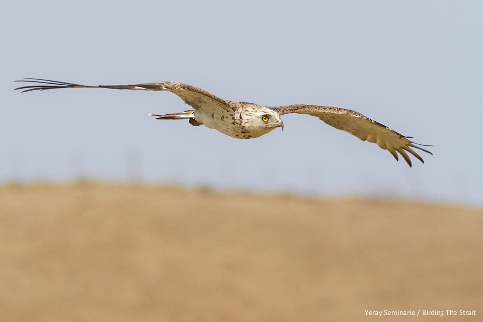 Short-toed Snake-Eagle - ML33504821