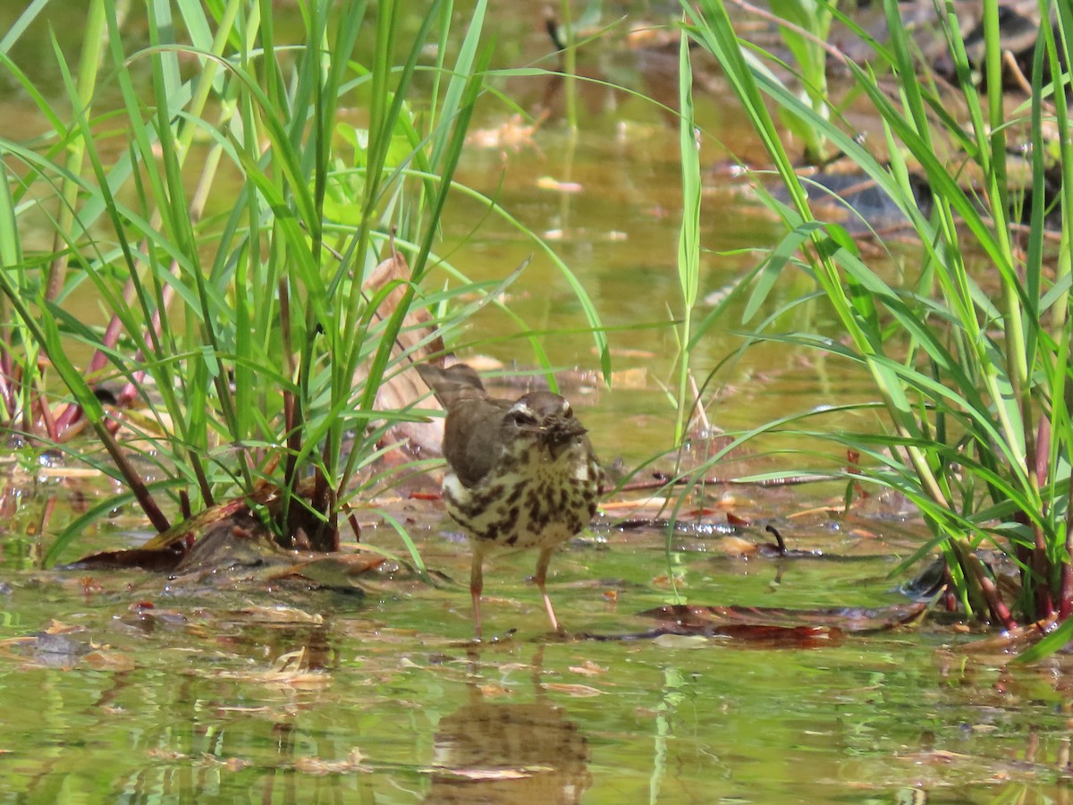 Louisiana Waterthrush - ML335048221