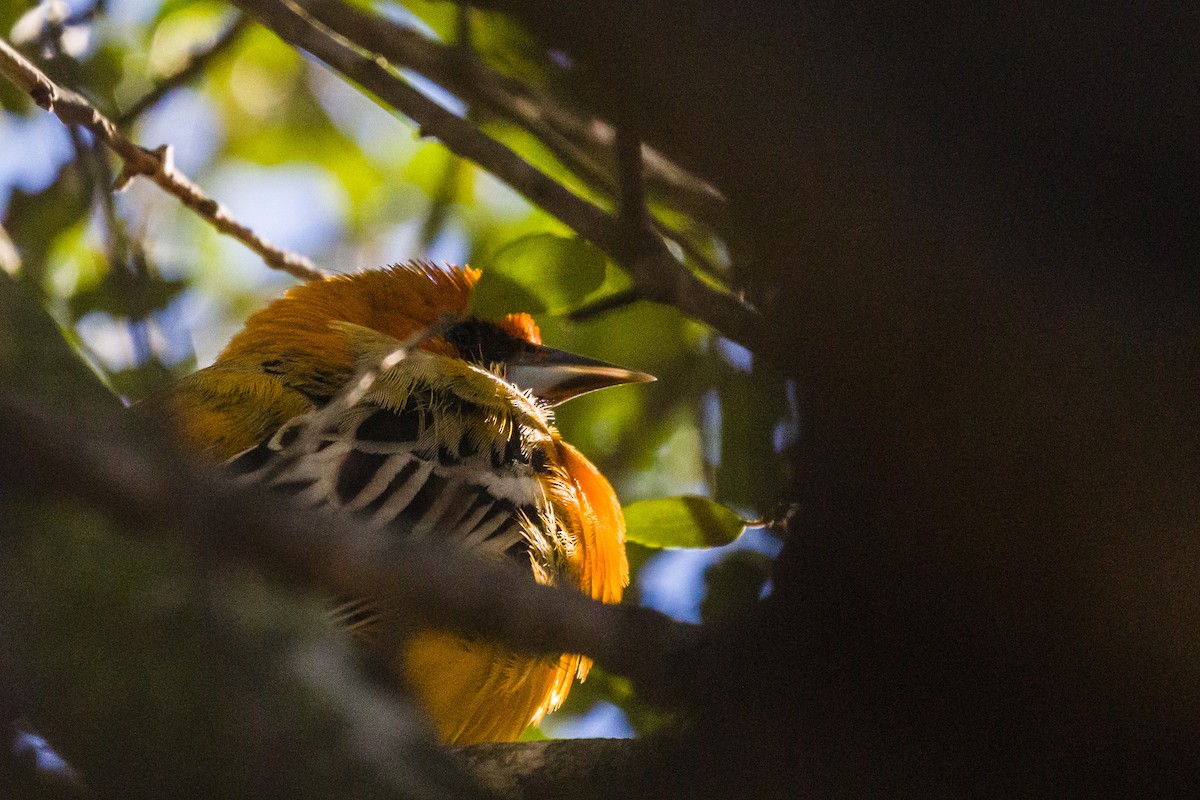 Oriole à dos rayé - ML335048281