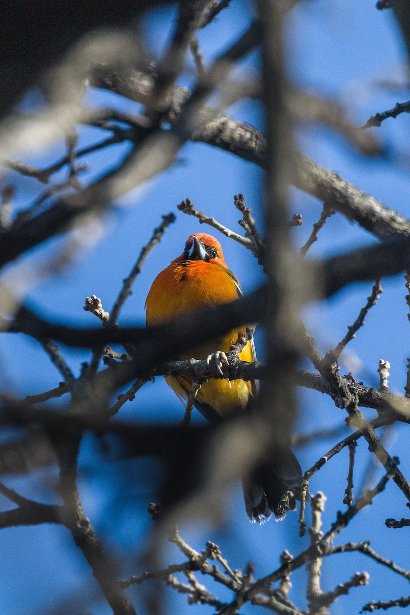 Streak-backed Oriole - ML335048291