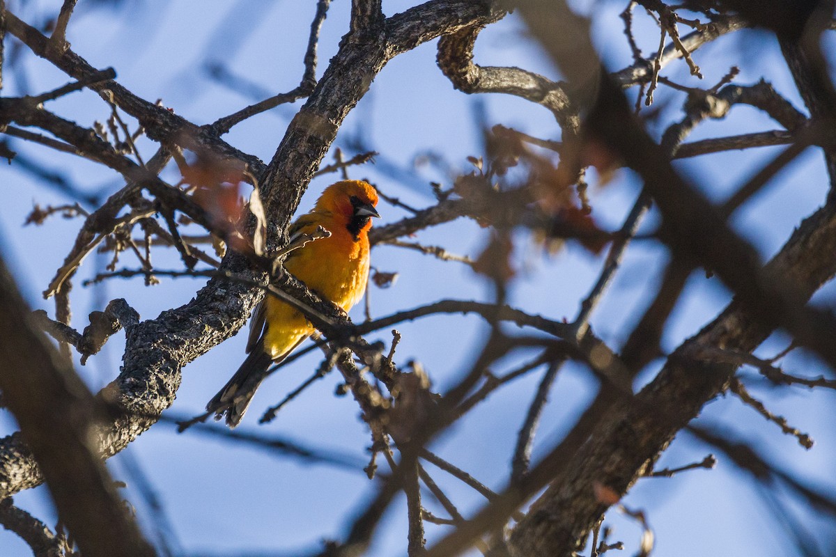 Streak-backed Oriole - ML335048311