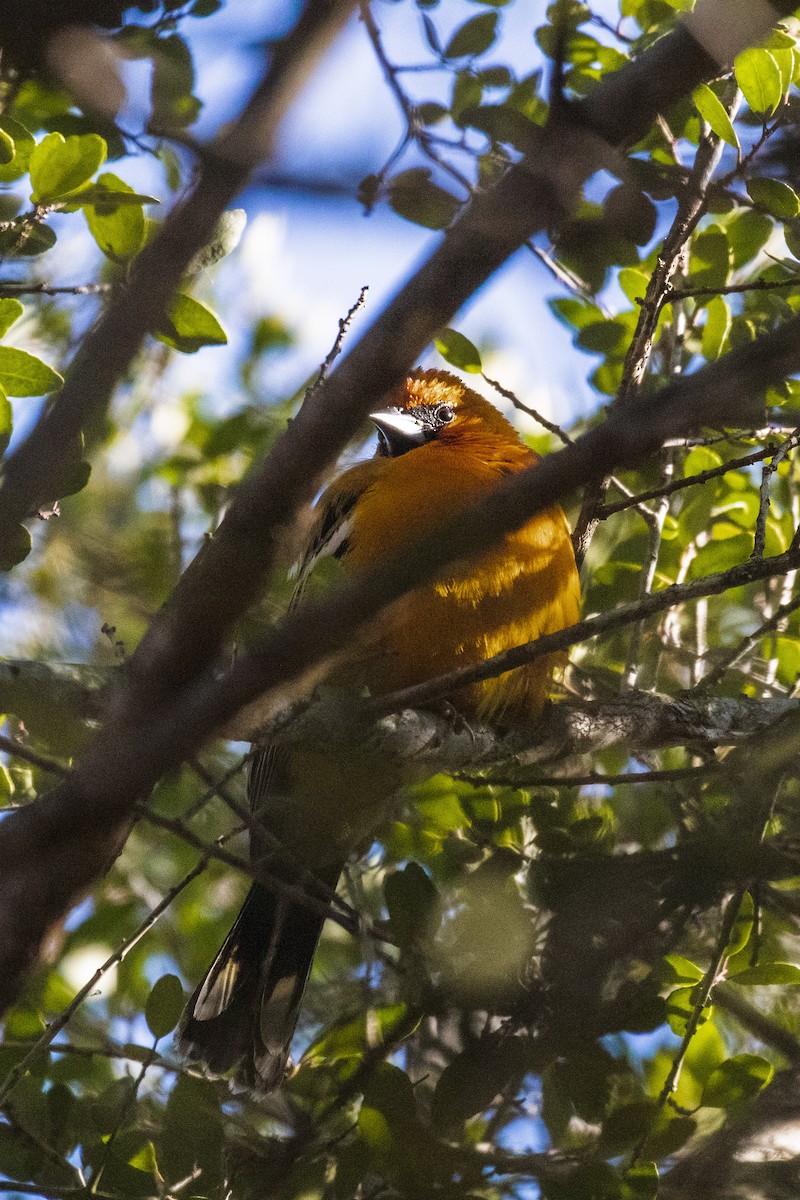 Streak-backed Oriole - ML335048321