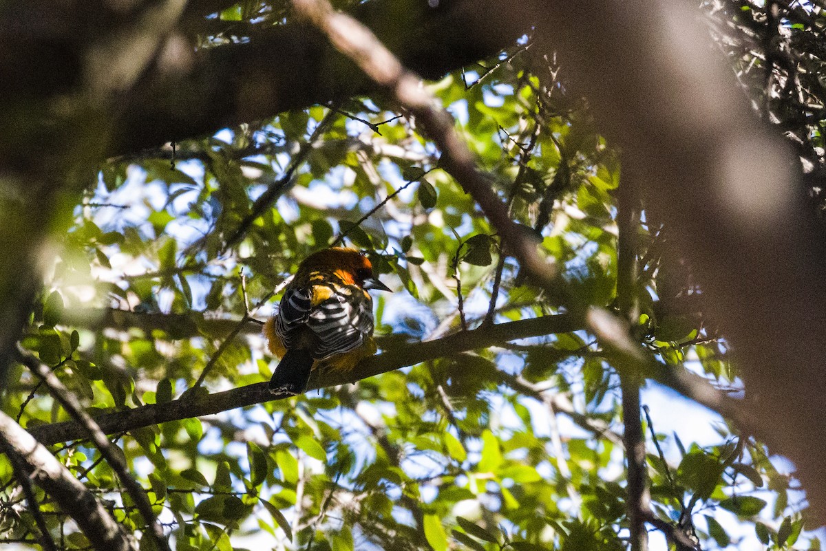 Oriole à dos rayé - ML335048341