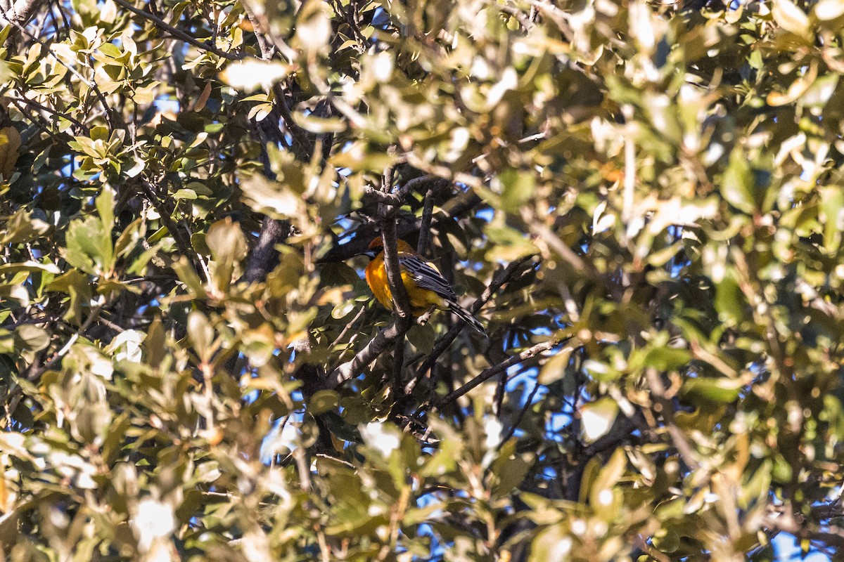 Oriole à dos rayé - ML335048391