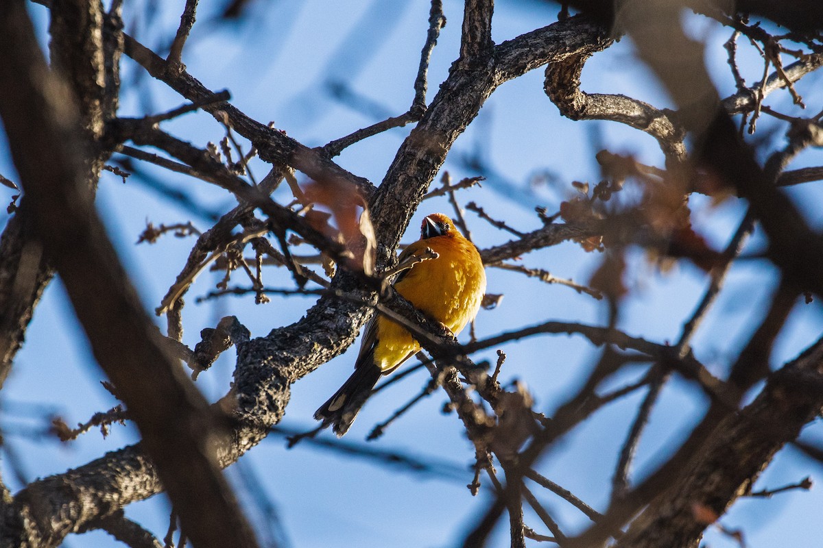 Streak-backed Oriole - Kenny Younger