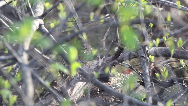 Northern Waterthrush - ML335048541