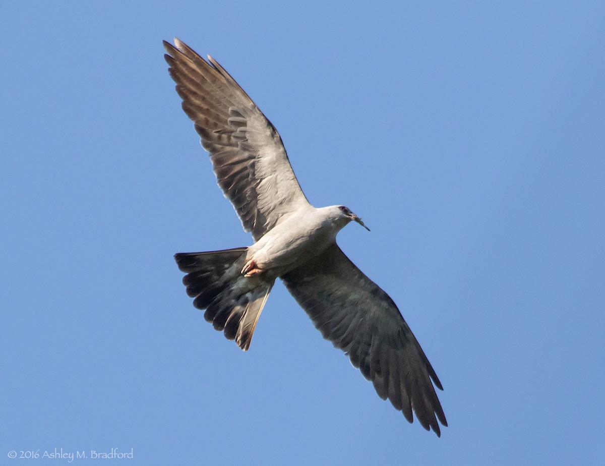 Mississippi Kite - Ashley Bradford