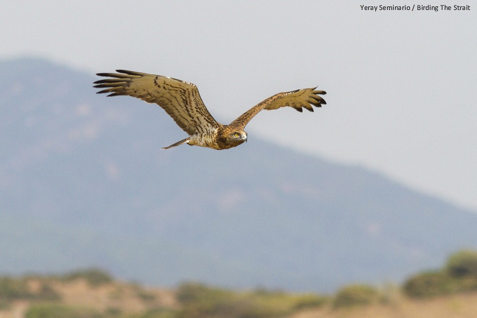 Short-toed Snake-Eagle - ML33504871