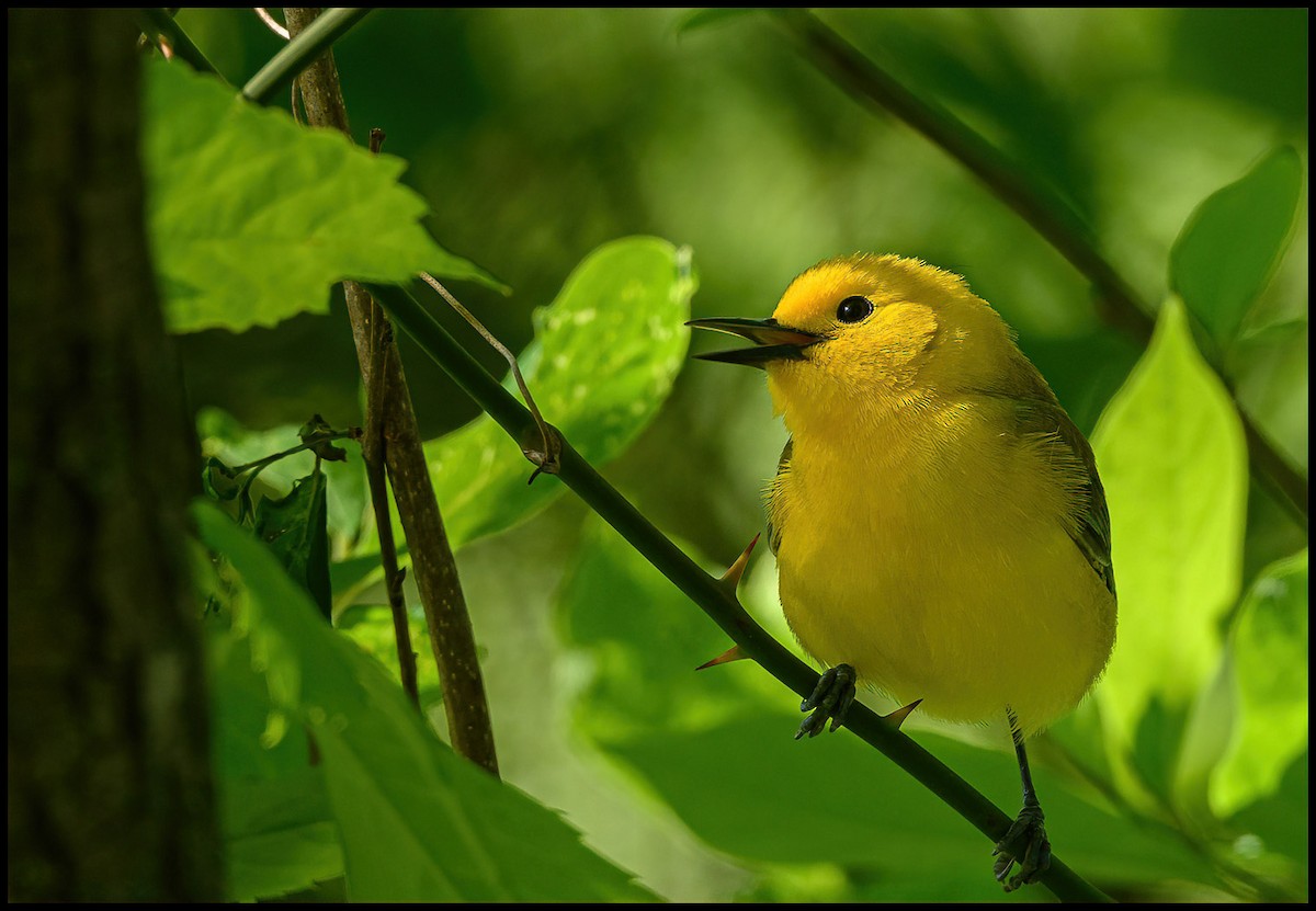 Prothonotary Warbler - Jim Emery