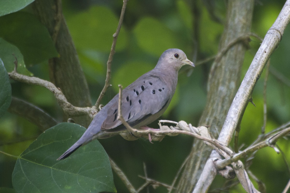 Ecuadorian Ground Dove - Alexander Thomas
