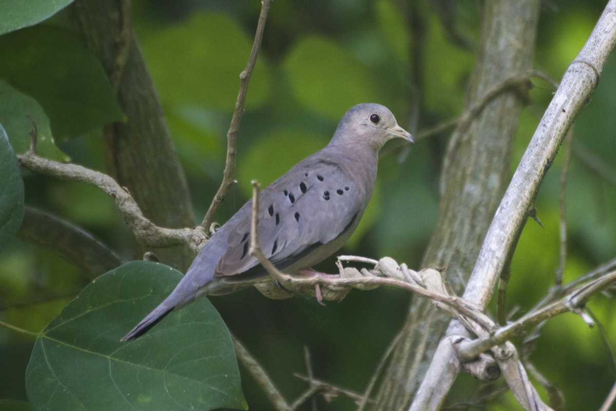 Ecuadorian Ground Dove - ML33504901
