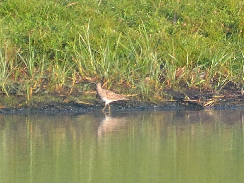 Pectoral Sandpiper - ML33504991