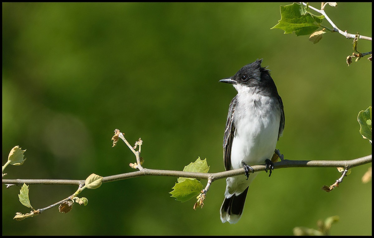 Eastern Kingbird - Jim Emery