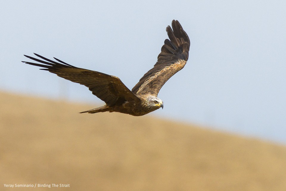 Black Kite - Yeray Seminario