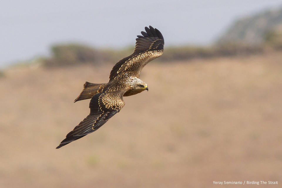 Black Kite - ML33505041