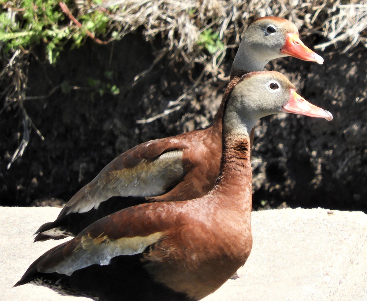 Black-bellied Whistling-Duck - Sue Newland