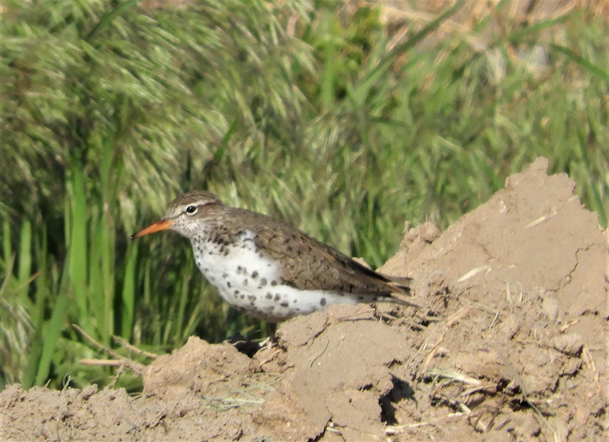 Spotted Sandpiper - ML335055101