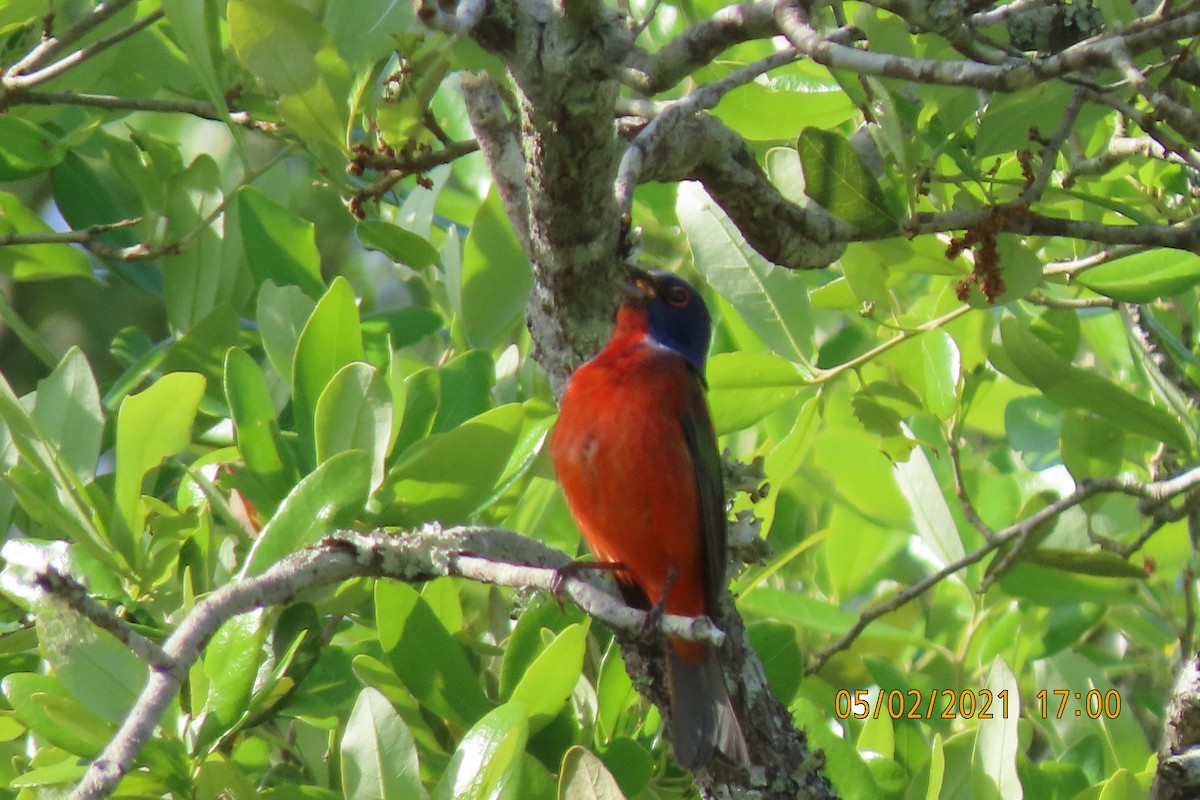 Painted Bunting - ML335057731