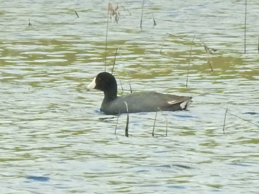 American Coot - André St Pierre Aline Beauchemin