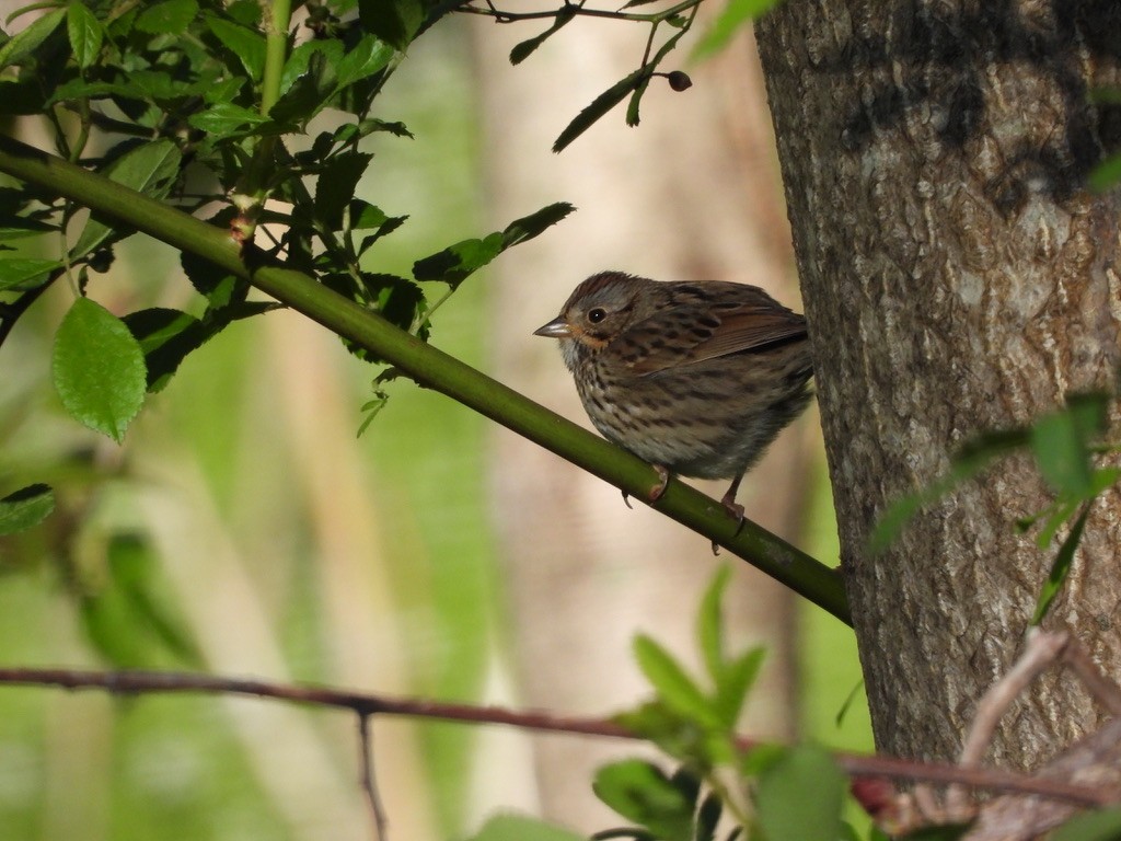 Lincoln's Sparrow - ML335060051