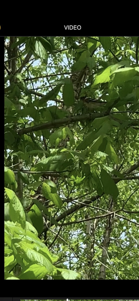 Bay-breasted Warbler - ML335062271