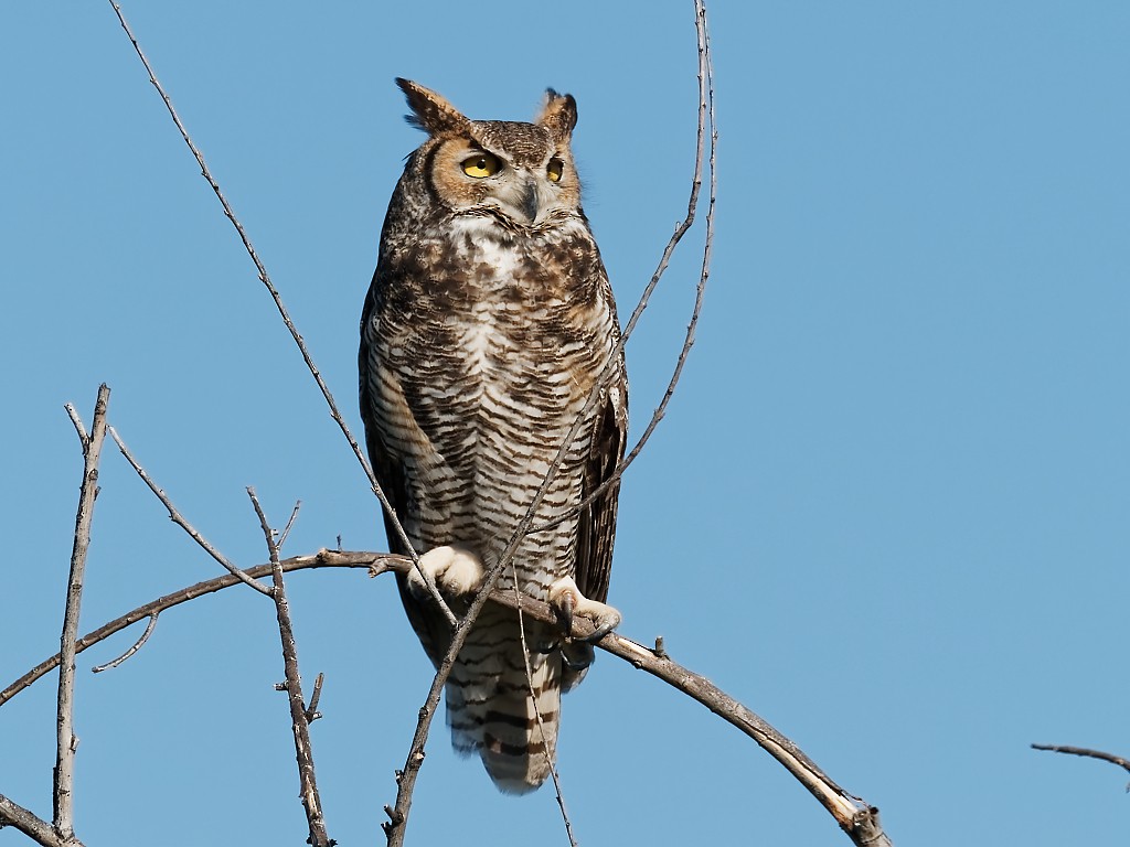Great Horned Owl - ML335062961