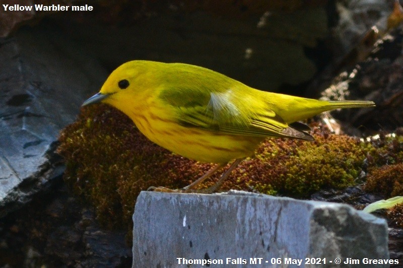 Yellow Warbler - Jim Greaves