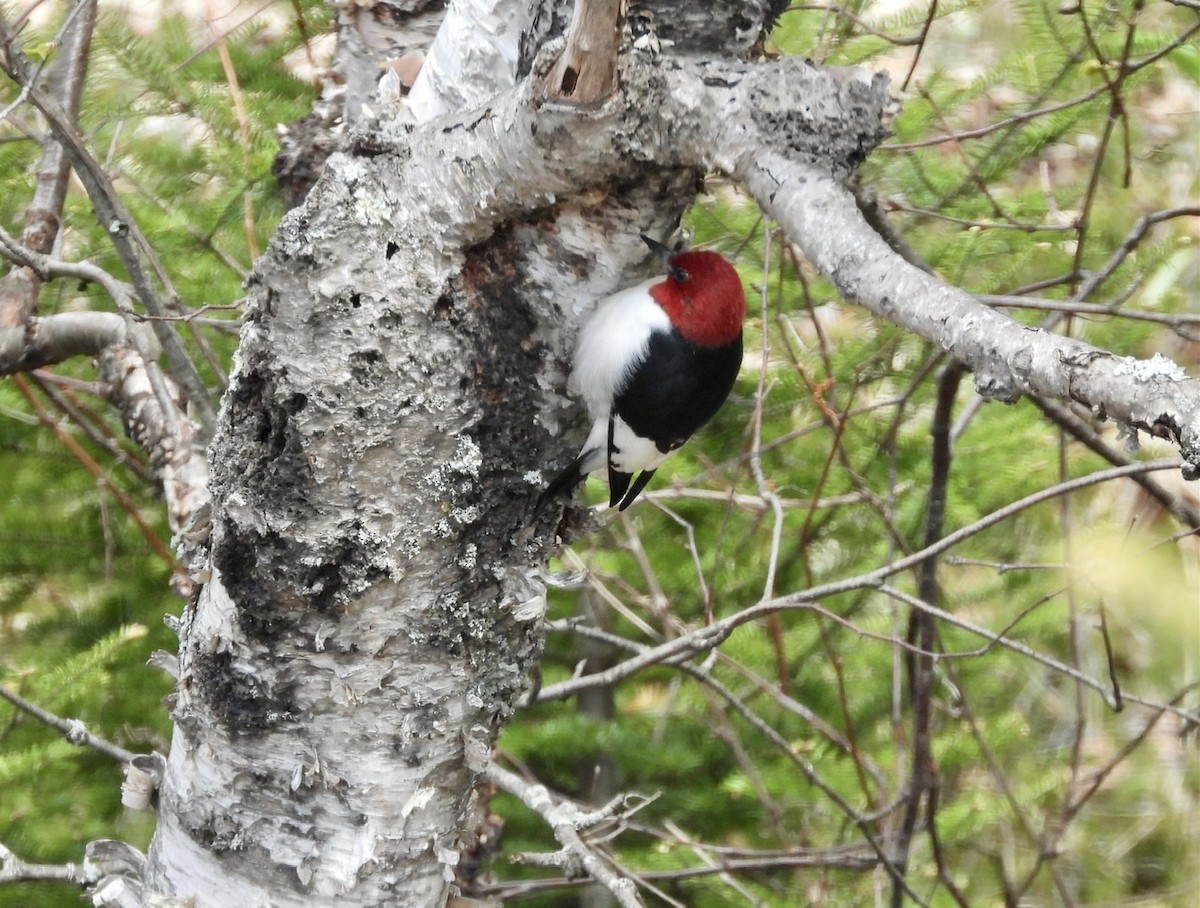 Red-headed Woodpecker - ML335063761